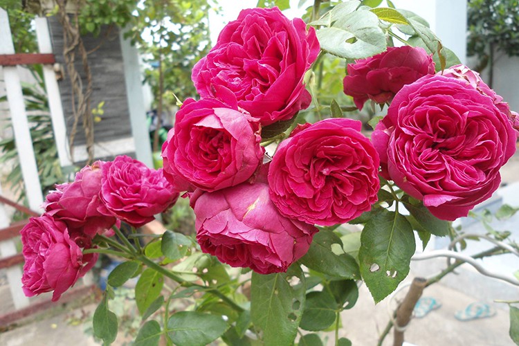 Hoa hồng leo Red Eden rose mang sắc đỏ kiêu sa lộng lẫy